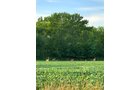 wildlife on Lake County, Indiana farmland - LAND AUCTION - 147+/- ACRES OFFERED IN 3 TRACTS IN LAKE COUNTY, INDIANA